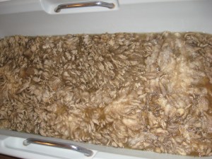 I don't want to think about why it's that colour. I think it might be to do with sheep poo. Manky fleece