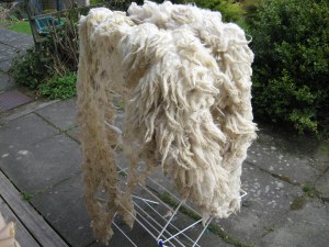 Funny legs for a sheep IMG_1421